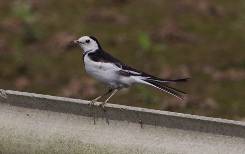 Amur Wagtail
Grounds of the Chinese University